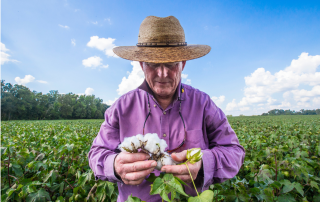 Mr. Newby stands in cotton field