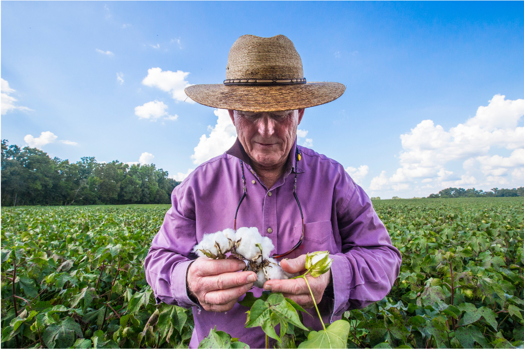 Mr. Newby stands in cotton field